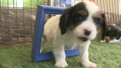 Puppies, Say Cheese