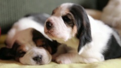 Basset Hound Puppies Nap On A Yellow Blanket