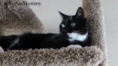 Venus Chimera Cat & Mojo Playing On Cat Condo