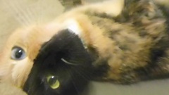 Venus The Chimera Split Face