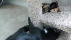 The Chimera Kitty Playing On Cat Condo