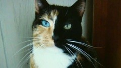 Uniquely Coloured Tabby Cat