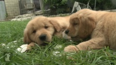 Golden Retriever Puppies Play With Ice Cubes