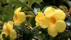 La Goutte