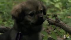 Band Of Tibetan Spaniels Face Off With Snake
