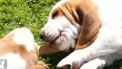 Basset Hound Puppy Hates Sharing