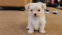 Maltese Puppies Play With Baby Shoes