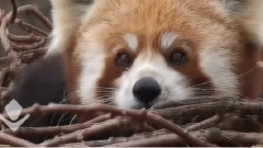 Red Panda