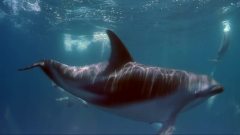 Dolphins