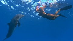 The Dolphins Love