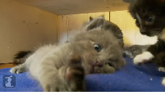 Kitty Takes A Long Stretch