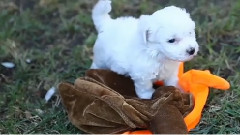 Bichon Frise Puppy Thanksgiving Dinner