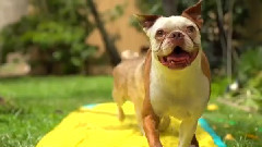 Dogs Enjoying Summer Fun With A Waterslide