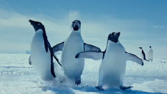 Disneynature's Bears