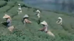 鲁冰花