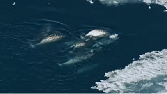 Pleasure Whale