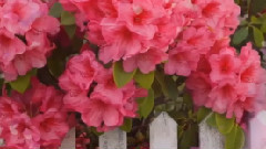 Garden's Delights
