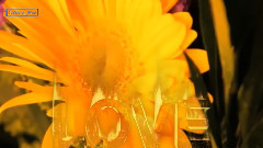 Love - The Daydream