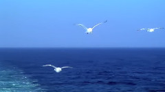 Fly - Miten & Deva Premal