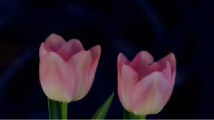 Brian Crain - Pastel Garden