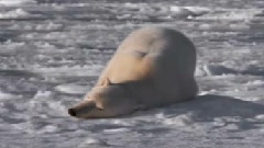 Happy Polar Bears