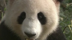 中国美
