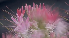醉蝶花 Spider Flower
