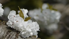 Spring Blossoms In Vancouver I