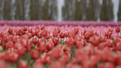 Skagit Valley Tulip Festival 2014