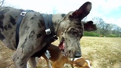 Beautiful Day At The Dog Park