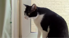 むにぃの特技こむぎもいるよ