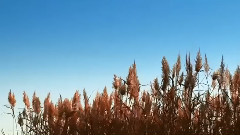 在最深的红尘里重逢