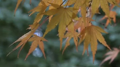 情迷英格兰