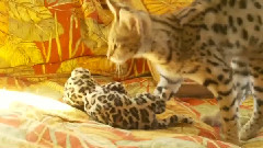 Awesome Savannah Cat Plays Fetch