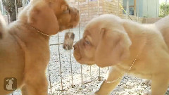 Dog Tags & Dogue de Bordeaux Puppies