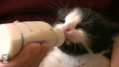 Easy Listening Kitten Bottle Feeding