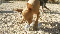 Min Pin Puppies Jingle Your Bells