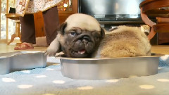 Pug Puppies In Cooking Pans