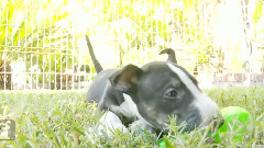 Miniature Bull Terrier Puppies Shake Maracas