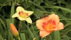 Flower Dance