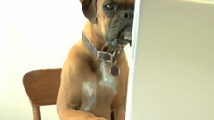 Like A Dog