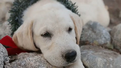 Happy Holidays Lab Puppies