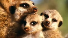 Our Incredible Beautiful World