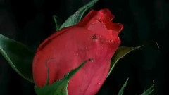Time Lapse Flowers