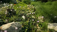 Coming Of Spring