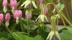 Green Flowering