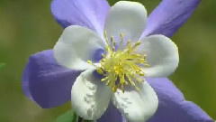 Aquilegia