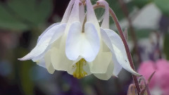 Aquilegia Fragrans