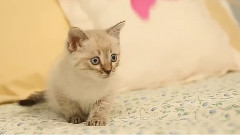 Pretty Kitty Learns To Spin A Pinwheel