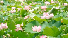 远方的寂静
